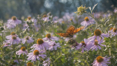 flower, outdoors, day, blurry, no humans, depth of field, blurry background, bug, butterfly, nature, scenery, realistic, purple flower