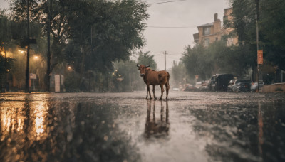 outdoors, sky, tree, no humans, animal, ground vehicle, building, scenery, motor vehicle, reflection, realistic, car, road, power lines, lamppost, horse, street, utility pole