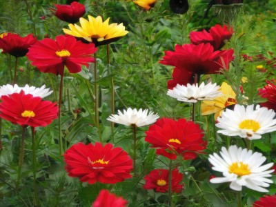 flower,outdoors,no humans,leaf,plant,white flower,red flower,nature,scenery,yellow flower,still life,daisy,camellia,tulip,day,signature,traditional media,grass,field,flower field