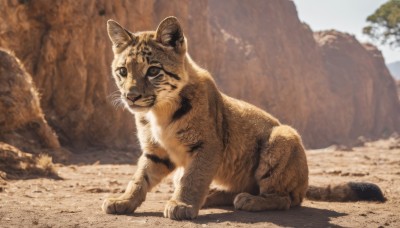 solo,looking at viewer,full body,outdoors,day,blurry,black eyes,tree,no humans,blurry background,shadow,animal,cat,rock,realistic,animal focus,tiger,closed mouth,standing,sky,signature