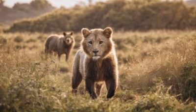 looking at viewer,outdoors,day,blurry,tree,no humans,depth of field,blurry background,animal,grass,nature,blurry foreground,realistic,field,animal focus,bear,standing,sky,cloud,signature,scenery,tanuki