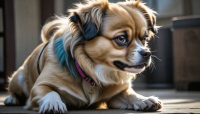 HQ,solo,brown eyes,closed mouth,full body,indoors,blurry,collar,no humans,bell,depth of field,blurry background,animal,cat,jingle bell,neck bell,dog,realistic,animal focus,animalization,whiskers,window,watermark,web address,claws,animal collar