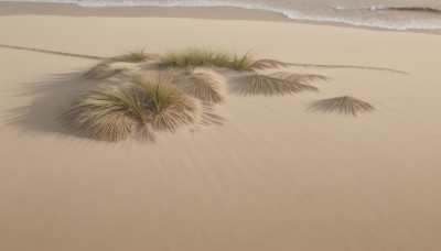 outdoors,day,water,tree,no humans,shadow,ocean,beach,grass,plant,scenery,sand,shore,simple background,white background,leaf,realistic,still life