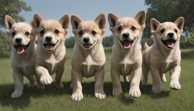 looking at viewer,smile,open mouth,blue eyes,standing,outdoors,sky,day,tongue,tongue out,black eyes,tree,blue sky,no humans,animal,fangs,grass,dog,realistic,animal focus,cloud,signature,nature,forest