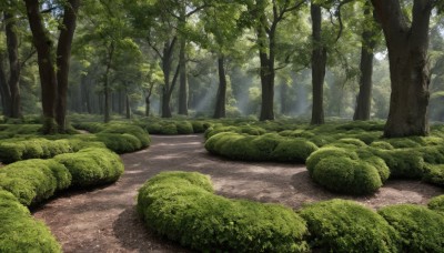 outdoors,day,tree,no humans,sunlight,grass,plant,nature,scenery,forest,rock,road,bush,path,green theme