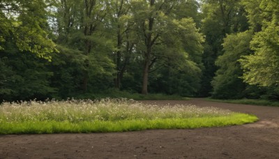 outdoors,day,tree,no humans,sunlight,grass,plant,nature,scenery,forest,road,bush,path,sky