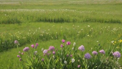 flower,outdoors,day,no humans,grass,white flower,nature,scenery,pink flower,yellow flower,purple flower,field,flower field,plant