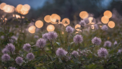 flower, outdoors, sky, blurry, no humans, night, depth of field, blurry background, leaf, plant, scenery, lantern, purple flower, bokeh