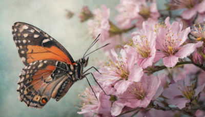 flower, outdoors, wings, blurry, no humans, depth of field, bug, cherry blossoms, butterfly, pink flower, flying, realistic, antennae, branch, butterfly wings