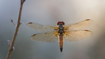 wings, blurry, gradient, gradient background, no humans, bug, flying, insect wings, dragonfly