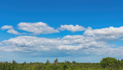 outdoors,sky,day,cloud,tree,blue sky,no humans,cloudy sky,grass,plant,nature,scenery,forest,field