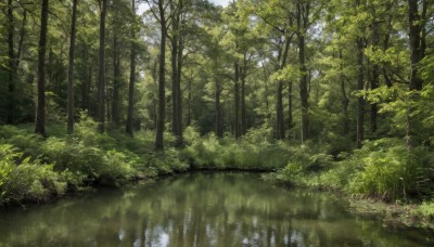 outdoors,sky,day,water,tree,no humans,sunlight,grass,plant,nature,scenery,forest,reflection,bush,river,green theme,landscape,reflective water