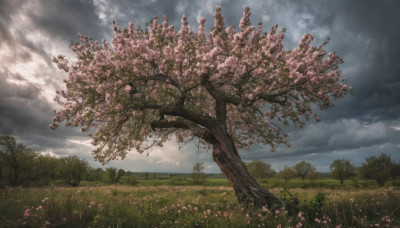 flower, outdoors, sky, day, cloud, tree, no humans, cloudy sky, grass, cherry blossoms, nature, scenery, field