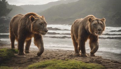 outdoors,sky,day,water,tree,no humans,animal,grass,nature,scenery,mountain,realistic,animal focus,grey sky,lion,looking at viewer,closed mouth,standing,signature,ocean,forest,rock