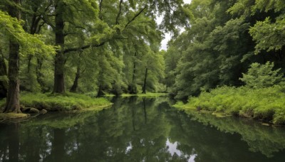 outdoors,day,water,tree,no humans,sunlight,grass,nature,scenery,forest,reflection,rock,green theme,river,landscape,moss,flower,plant,lake,reflective water