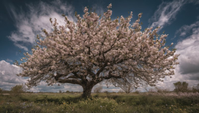 outdoors, sky, day, cloud, tree, no humans, cloudy sky, grass, scenery, field