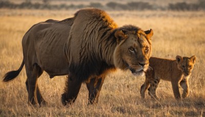 full body,outdoors,sky,blurry,no humans,depth of field,blurry background,animal,grass,realistic,field,animal focus,tiger,lion,looking at viewer,closed mouth,standing,day,signature