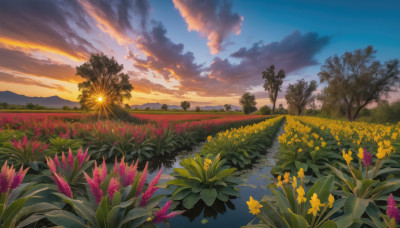 flower, outdoors, sky, cloud, tree, no humans, grass, nature, scenery, sunset, yellow flower, field