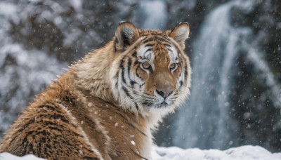 looking at viewer, outdoors, no humans, animal, snow, snowing, realistic, animal focus, tiger