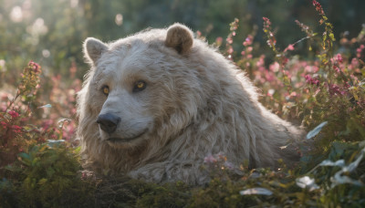 closed mouth, yellow eyes, flower, outdoors, blurry, no humans, depth of field, blurry background, animal, plant, on stomach, realistic, animal focus