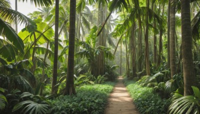 outdoors,day,tree,no humans,leaf,sunlight,grass,plant,nature,scenery,forest,green theme,palm tree,road,bush,path