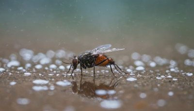 outdoors, wings, sky, blurry, no humans, depth of field, bug, realistic, antennae