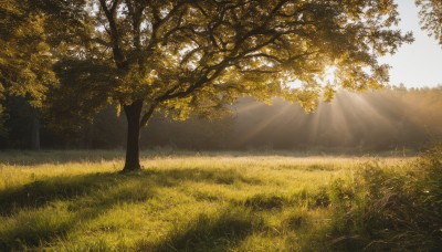 outdoors,sky,day,tree,no humans,sunlight,grass,nature,scenery,forest,light rays,field,landscape,blue sky,leaf,sunbeam,dappled sunlight