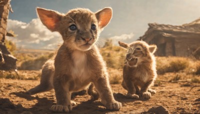 looking at viewer,closed mouth,standing,full body,closed eyes,outdoors,sky,day,cloud,signature,blurry,black eyes,blue sky,pokemon (creature),no humans,depth of field,blurry background,animal,cat,claws,rock,mountain,realistic,animal focus,whiskers,cloudy sky