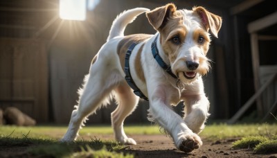 HQ,solo,looking at viewer,open mouth,blue eyes,brown eyes,full body,outdoors,day,tongue,signature,tongue out,blurry,collar,no humans,depth of field,blurry background,animal,sunlight,grass,running,dog,realistic,leash,animal focus,standing,black collar,animal collar