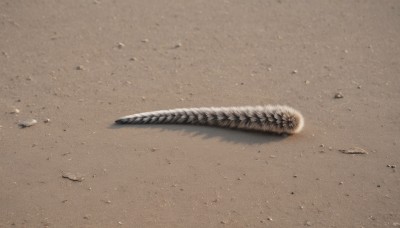 outdoors,no humans,shadow,feathers,sand,desert,dust,sword,scenery,rock,realistic,brown theme,still life