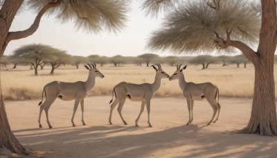 standing,outdoors,day,tree,no humans,shadow,animal,sunlight,grass,nature,scenery,animal focus,deer,sand