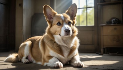 HQ,blue eyes,day,indoors,blurry,no humans,window,shadow,animal,sunlight,dog,realistic,door,animal focus,shiba inu,looking at viewer,signature