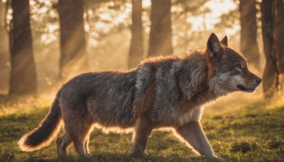 solo,closed mouth,outdoors,day,blurry,from side,tree,no humans,profile,depth of field,blurry background,animal,sunlight,grass,nature,forest,realistic,animal focus,wolf,signature,light rays