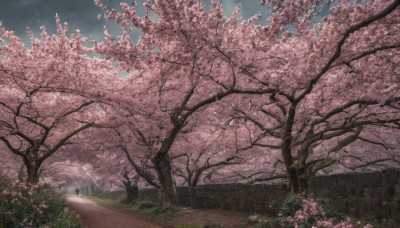 flower, outdoors, sky, day, tree, blue sky, no humans, grass, cherry blossoms, scenery, pink flower, road, path