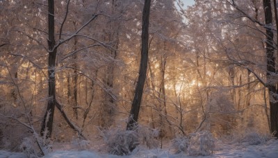 outdoors,day,signature,tree,no humans,sunlight,grass,nature,scenery,snow,forest,winter,bare tree,sky,traditional media,autumn,landscape