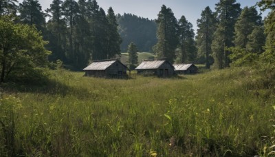 outdoors,sky,day,cloud,tree,blue sky,no humans,grass,plant,building,nature,scenery,forest,bush,field,house