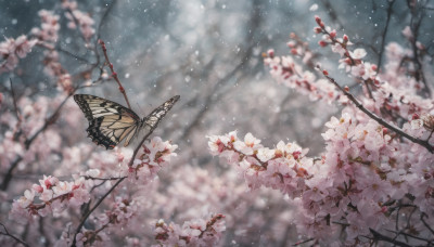 flower, outdoors, blurry, tree, no humans, depth of field, blurry background, bug, cherry blossoms, butterfly, scenery, branch