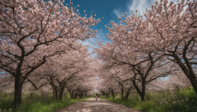 1girl, solo, outdoors, sky, day, cloud, tree, blue sky, grass, cherry blossoms, scenery, road, path