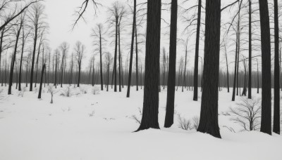 monochrome,greyscale,outdoors,tree,no humans,grass,nature,scenery,snow,forest,winter,bare tree,sky