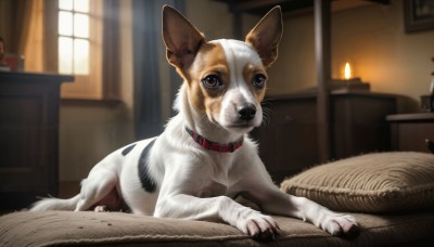 HQ,solo,looking at viewer,brown eyes,lying,day,indoors,blurry,collar,pillow,no humans,window,bed,depth of field,blurry background,animal,on bed,table,sunlight,fire,on stomach,curtains,dog,realistic,candle,animal focus,red collar,fireplace,lamp,animal collar