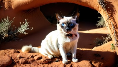 HQ,blue eyes,full body,signature,no humans,animal,fangs,cat,plant,rock,realistic,animal focus,whiskers,looking at viewer,outdoors,collar