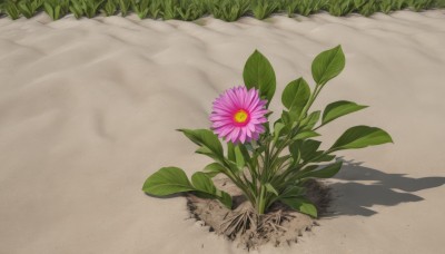 flower,outdoors,day,no humans,shadow,leaf,grass,plant,scenery,pink flower,sand,still life,close-up,purple flower