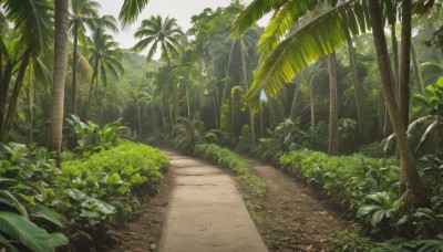 outdoors,day,tree,no humans,leaf,beach,sunlight,grass,plant,nature,scenery,forest,sand,palm tree,road,bush,shade,sky,landscape,path