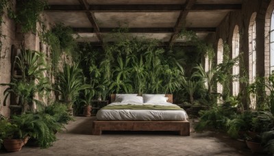 day,indoors,pillow,no humans,window,bed,sunlight,plant,scenery,potted plant,flower pot,wall