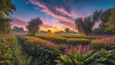 flower, outdoors, sky, cloud, tree, no humans, grass, plant, star (sky), nature, scenery, starry sky, sunset, sun, field, landscape