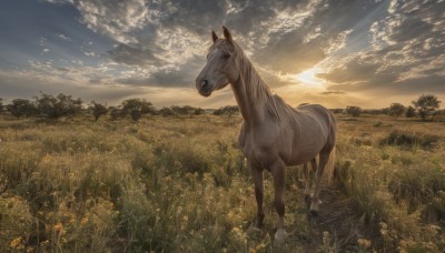 flower,outdoors,sky,cloud,tree,no humans,bird,animal,sunlight,cloudy sky,grass,nature,scenery,forest,sunset,realistic,field,horse,day,light rays,sun,sunbeam,animal focus,flower field,landscape