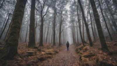 1girl, solo, standing, outdoors, hood, from behind, tree, nature, scenery, forest, walking