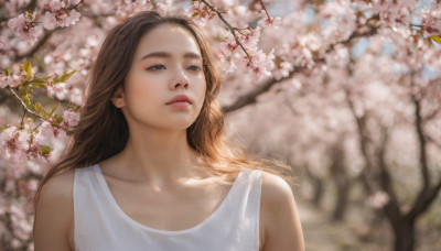 1girl, solo, long hair, brown hair, brown eyes, collarbone, upper body, flower, outdoors, sleeveless, day, blurry, tree, lips, blurry background, looking away, cherry blossoms, freckles, realistic, nose