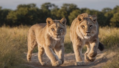 looking at viewer,full body,outdoors,day,signature,blurry,tree,no humans,depth of field,blurry background,animal,grass,nature,realistic,animal focus,lion,closed mouth,standing,sky,all fours