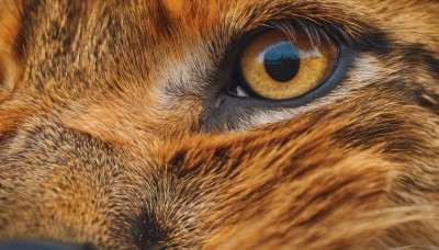 solo,looking at viewer,yellow eyes,signature,no humans,animal,cat,slit pupils,close-up,colored sclera,realistic,animal focus,whiskers,eye focus,portrait,yellow sclera